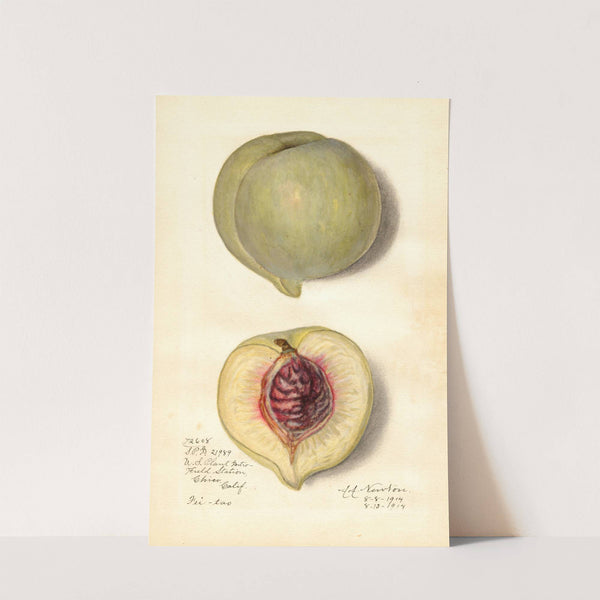 Prunus persica: Fei-Tao by Amanda Almira Newton