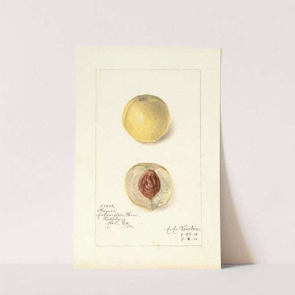 Prunus persica: Genii by Amanda Almira Newton