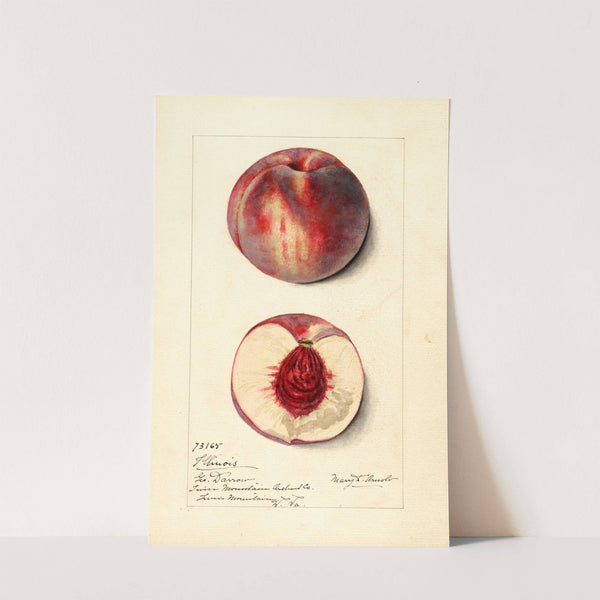 Prunus persica: Illinois by Mary Daisy Arnold