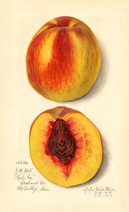 Prunus persica: J