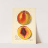 Prunus persica: J by Amanda Almira Newton