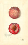 Prunus persica: Japan Blood