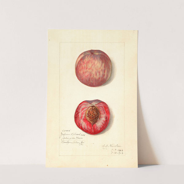 Prunus persica: Japan Blood by Amanda Almira Newton