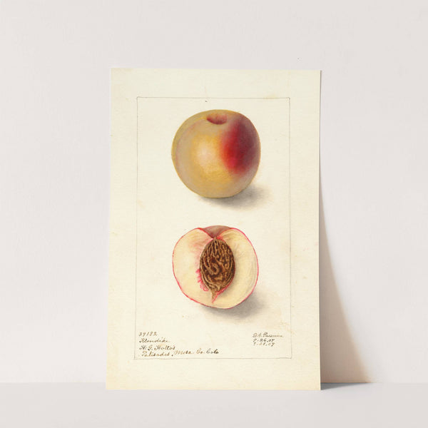 Prunus persica: Klondike by Deborah Griscom Passmore