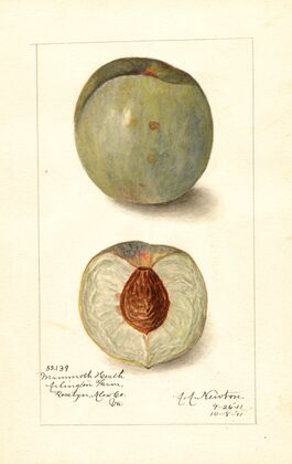 Prunus persica: Mammoth Heath — size preview