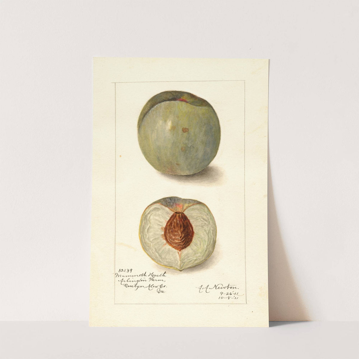 Prunus persica: Mammoth Heath by Amanda Almira Newton