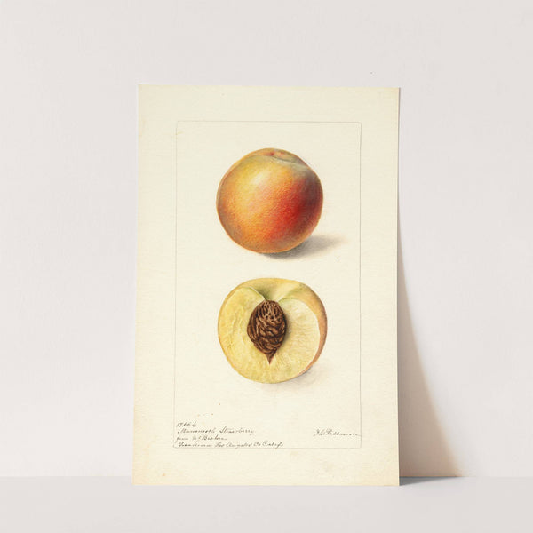 Prunus persica: Mammoth Strawberry by Deborah Griscom Passmore