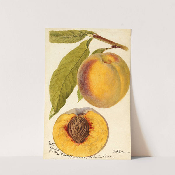 Prunus persica: Marcella by Deborah Griscom Passmore