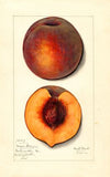 Prunus persica: Masons Orange