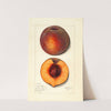 Prunus persica: Masons Orange by Mary Daisy Arnold