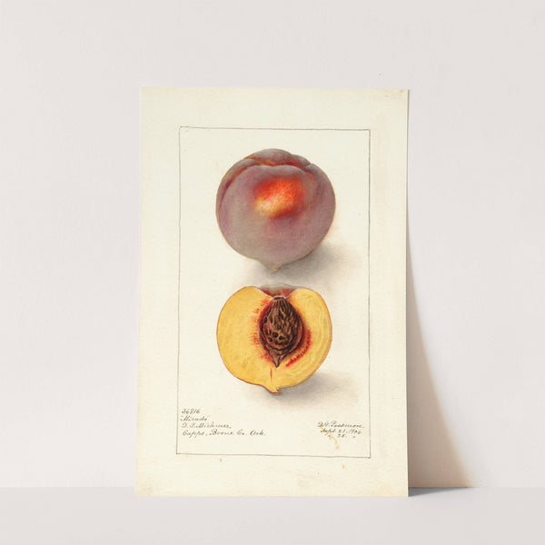 Prunus persica: Micado by Deborah Griscom Passmore