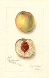 Prunus persica: No Name