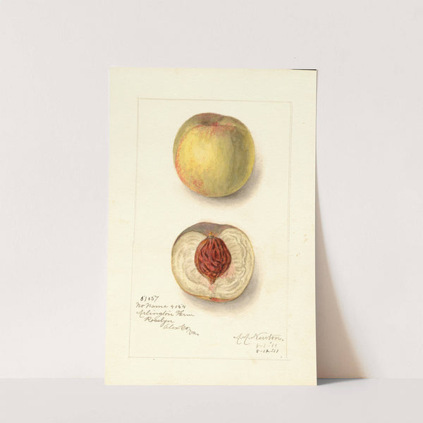 Prunus persica: No Name by Amanda Almira Newton