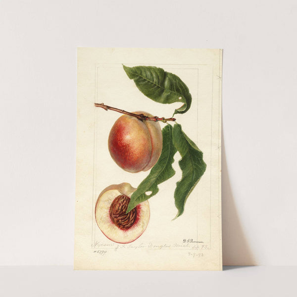 Prunus persica: Nysson by Deborah Griscom Passmore