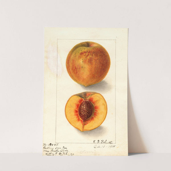 Prunus persica: Oliver by Ellen Isham Schutt