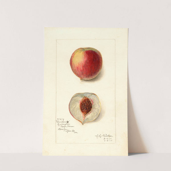 Prunus persica: Opulent by Amanda Almira Newton