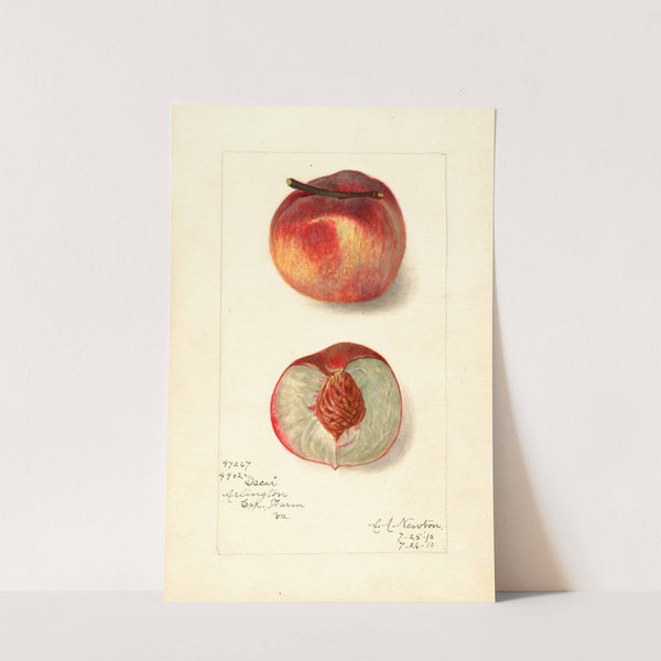 Prunus persica: Oscar by Amanda Almira Newton