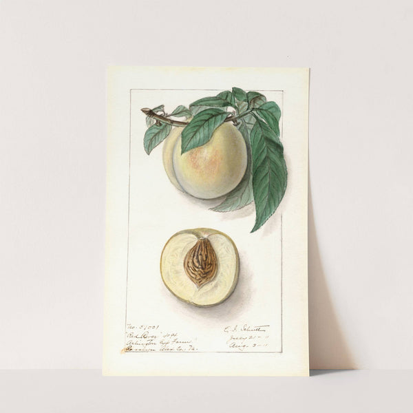 Prunus persica: Red River by Ellen Isham Schutt