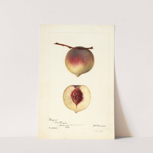 Prunus persica: Rodgers by Deborah Griscom Passmore