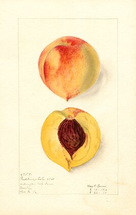 Prunus persica: Ruddings Late