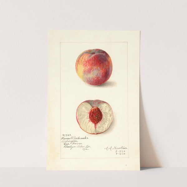 Prunus persica: Russell Nebraska by Amanda Almira Newton