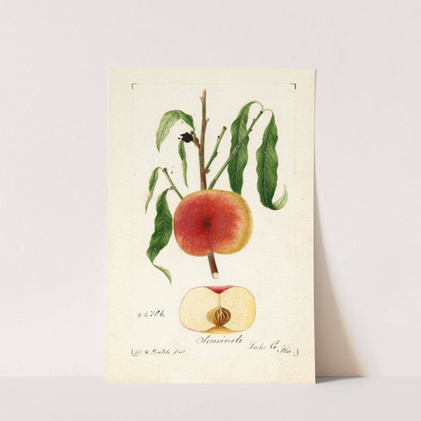 Prunus persica: Seminole by William Henry Prestele