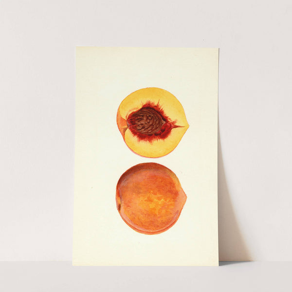 Prunus persica: Shipper by James Marion Shull