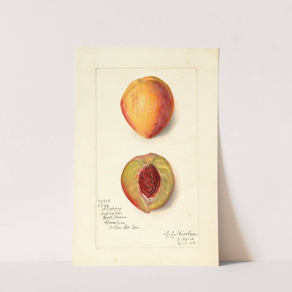 Prunus persica: Slappy by Amanda Almira Newton