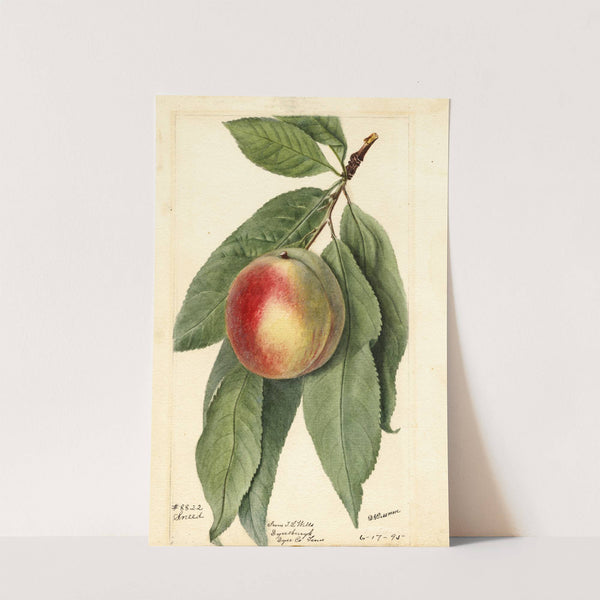 Prunus persica: Sneed by Deborah Griscom Passmore