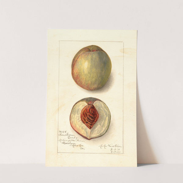 Prunus persica: Southern Early by Amanda Almira Newton