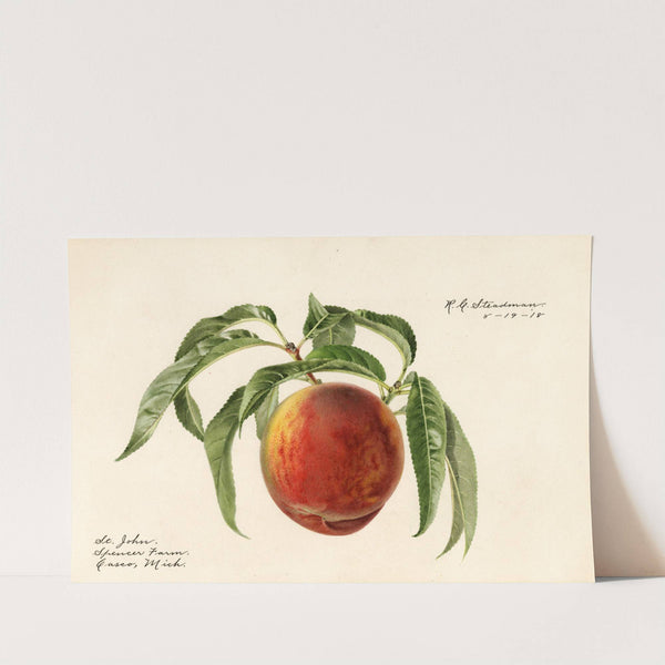 Prunus persica: St by Royal Charles Steadman