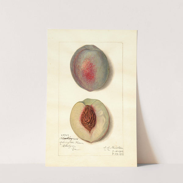 Prunus persica: Steadley by Amanda Almira Newton