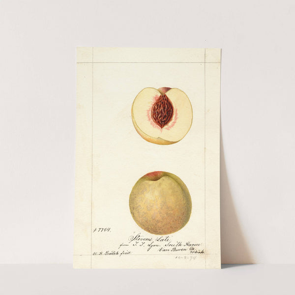 Prunus persica: Stevens Late by William Henry Prestele