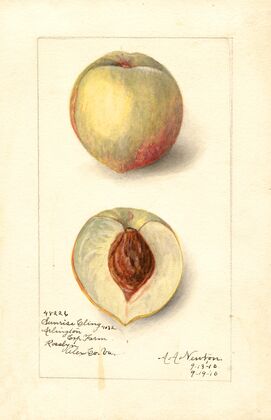 Prunus persica: Sunrise Cling