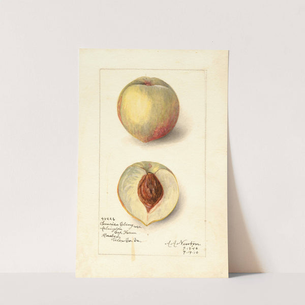 Prunus persica: Sunrise Cling by Amanda Almira Newton