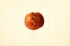 Prunus persica: Sutler Cling