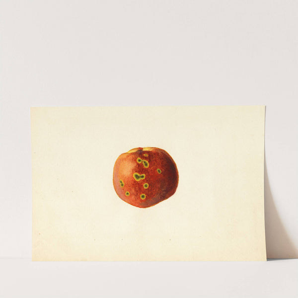 Prunus persica: Sutler Cling by James Marion Shull