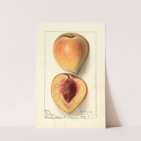 Prunus persica: Texan by Ellen Isham Schutt