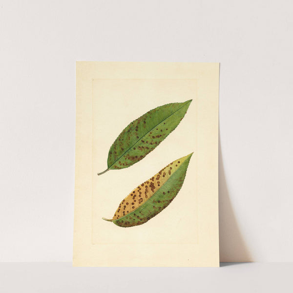 Prunus persica: Triumph by James Marion Shull