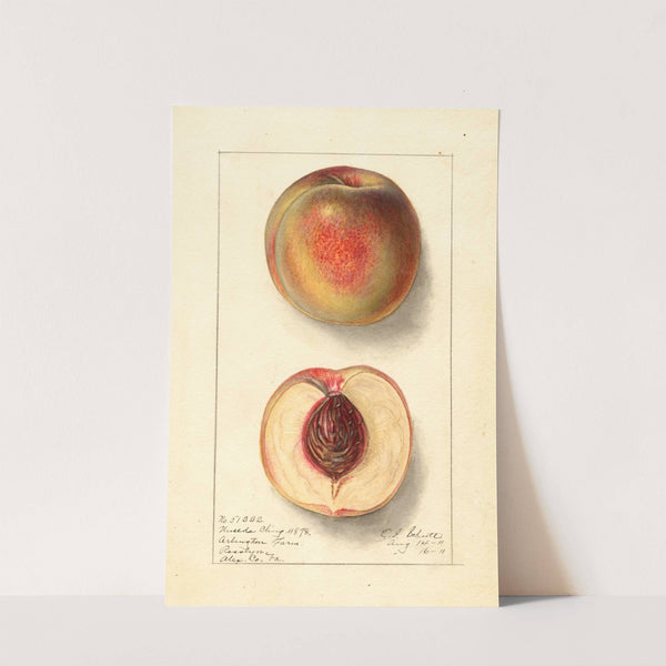 Prunus persica: Uneeda Cling by Ellen Isham Schutt