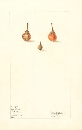 Prunus persica: Wild