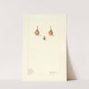 Prunus persica: Wild by Elsie E. Lower