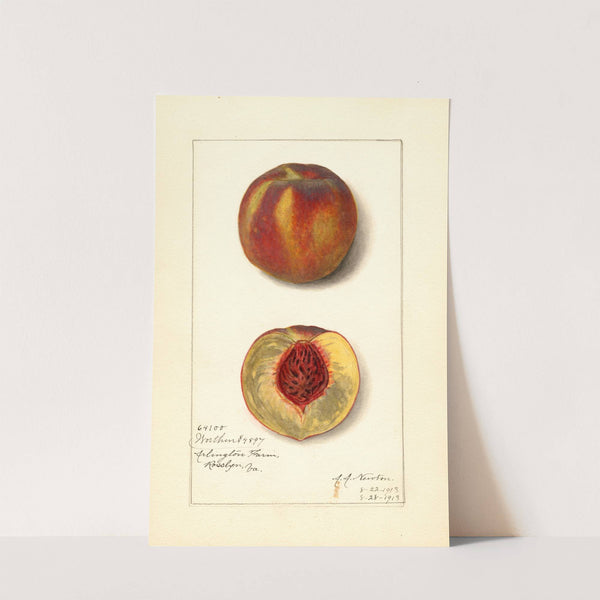 Prunus persica: Worthen by Amanda Almira Newton