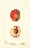 Prunus persica: Yum Yum