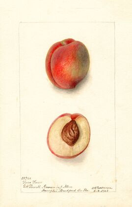 Prunus persica: Yum Yum