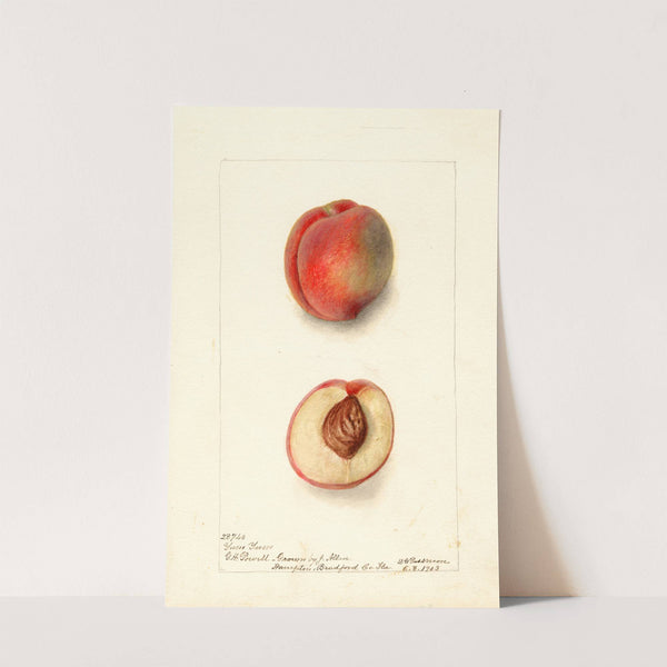 Prunus persica: Yum Yum by Deborah Griscom Passmore