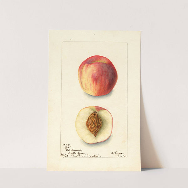 Prunus persica: Zea by Bertha Heiges