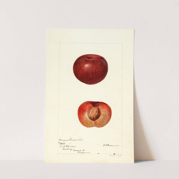 Prunus simonii by Deborah Griscom Passmore