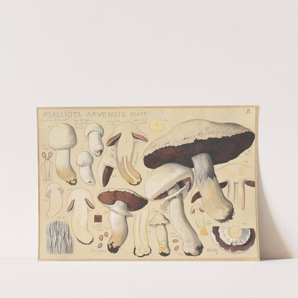 Psalliota arvensis Schff. (1915-1945) by Hans Walty