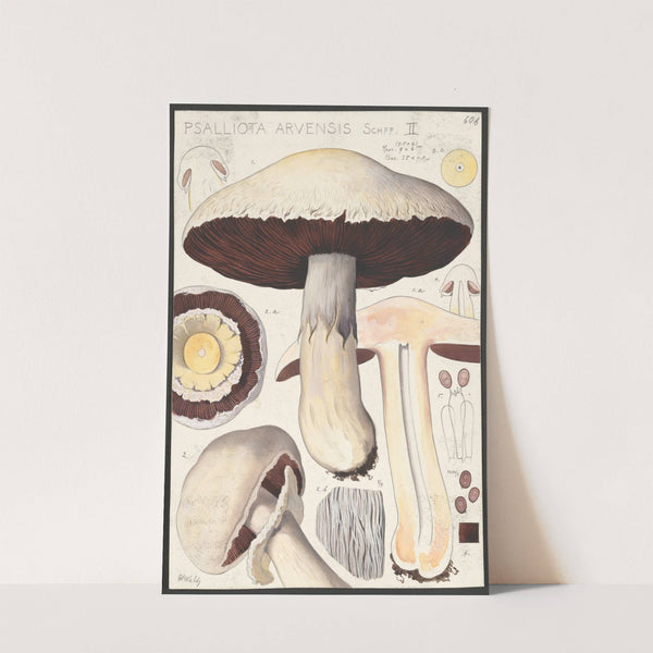 Psalliota Arvensis Schff. II (1915-1945) by Hans Walty